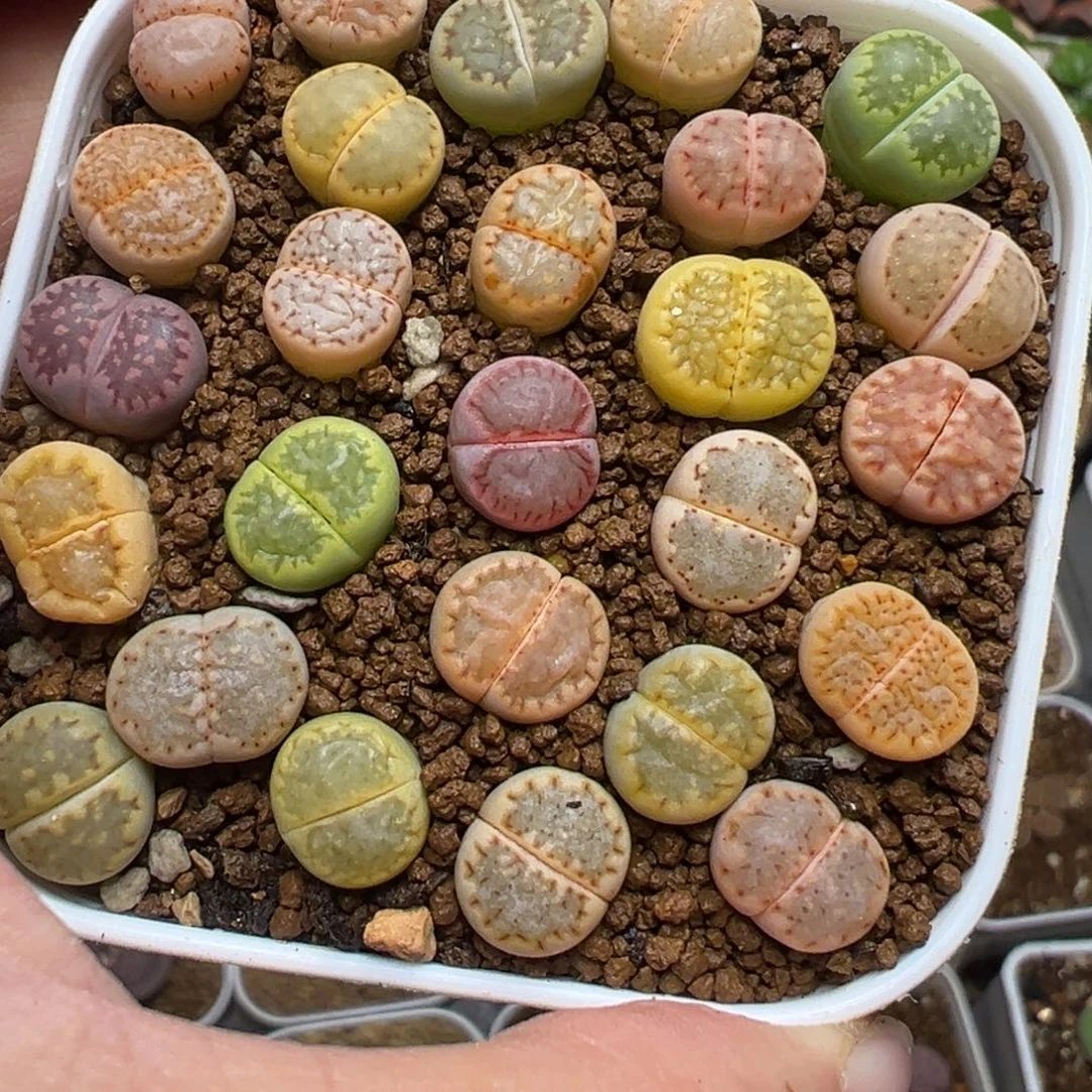 26棵彩虹饼干一组带盆