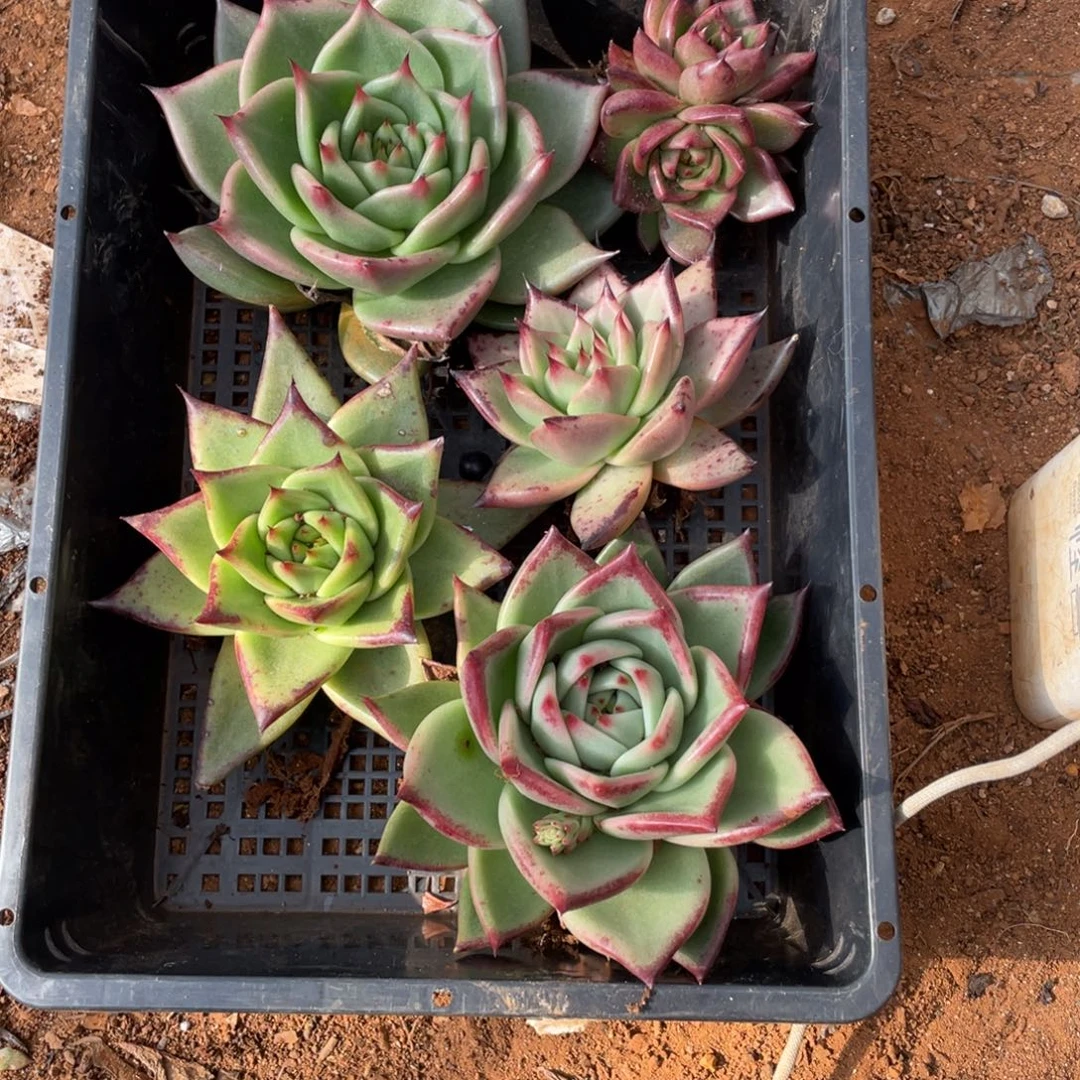 无花朵若如东云单拍B466