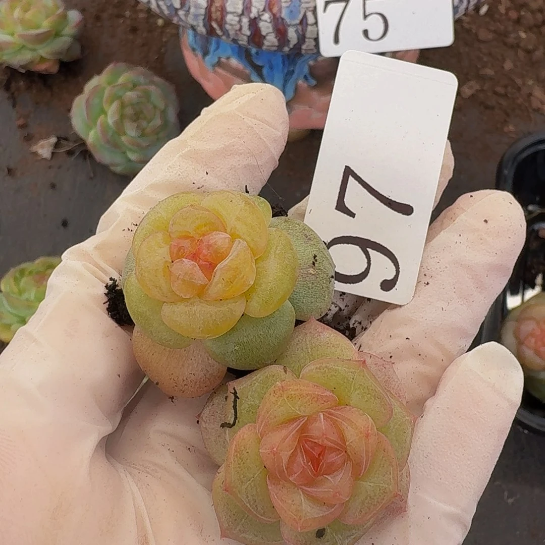 多肉植物多肉植物97