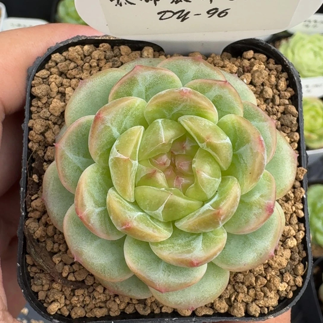 0907-96-露凝香单头