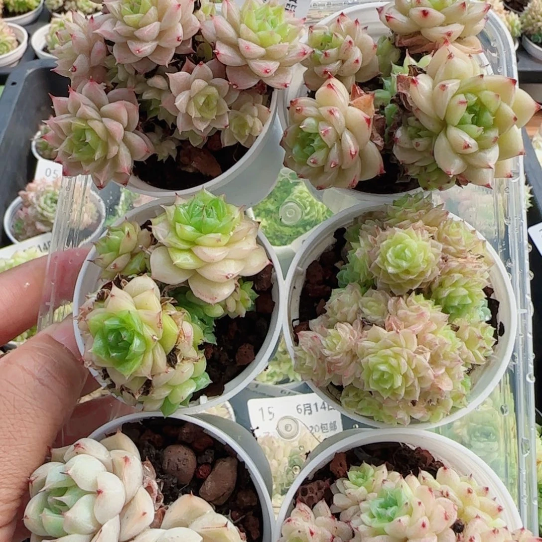 田***田花语逸镜0614-19福利六个