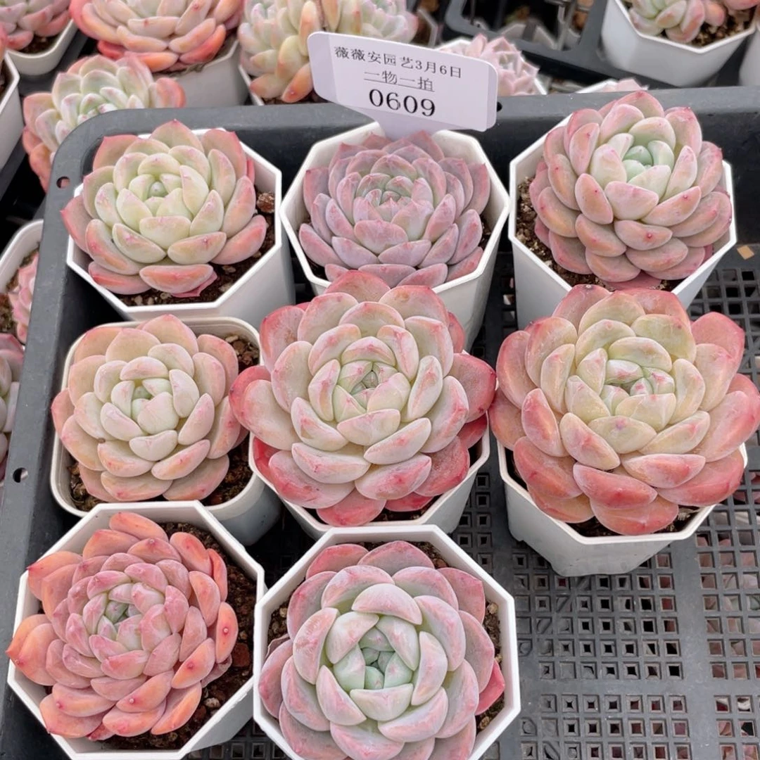 薇薇安园艺多肉0609