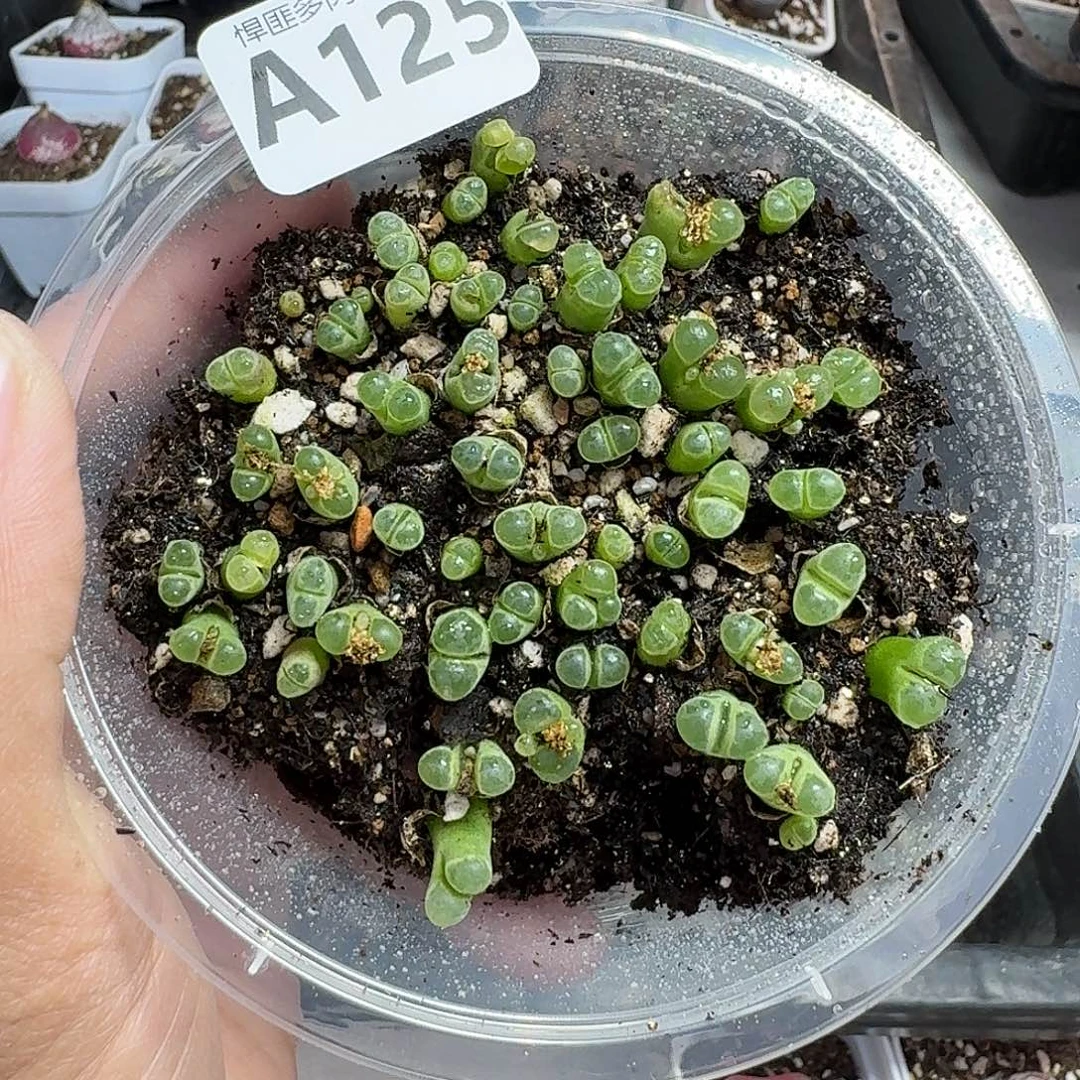 125多肉植物多肉植物