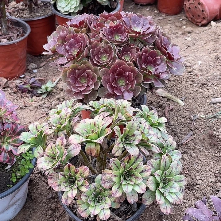 2棵玫瑰玫瑰玫瑰玫瑰