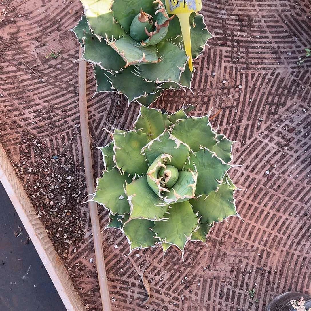 精品龙舌兰一物一拍