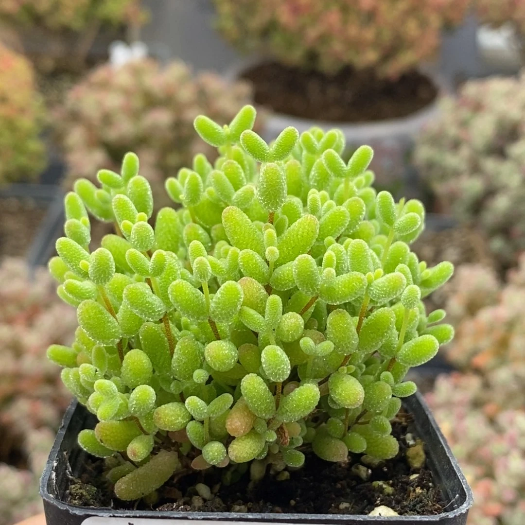 蜜橘糖球0476枝干番杏