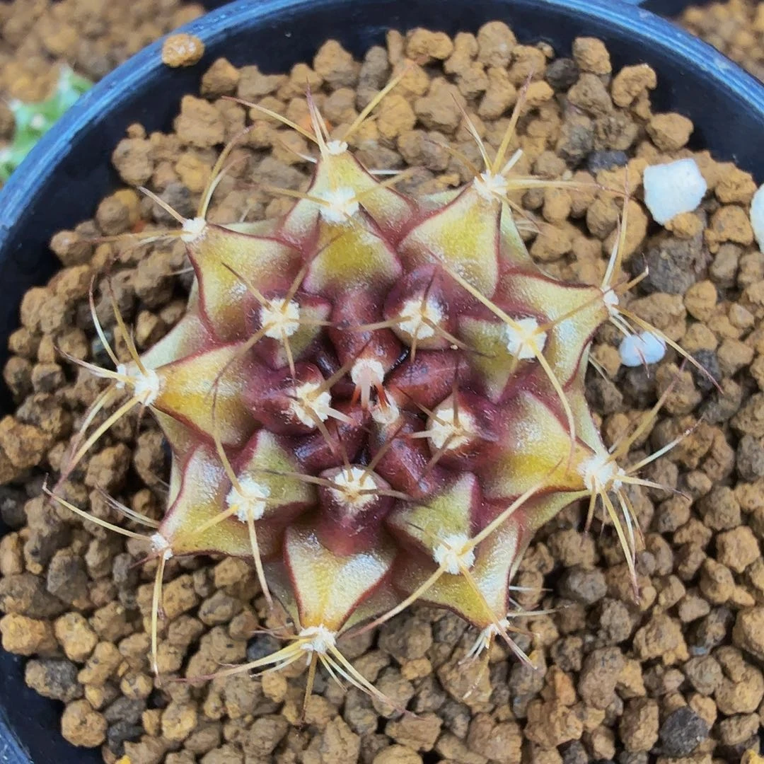 当前无花朵，栽培后可花朵