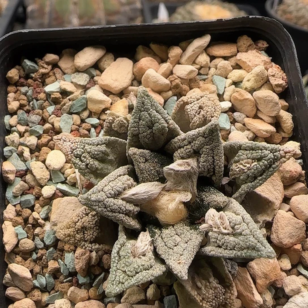 辛顿牡丹仙人球 111111111111111