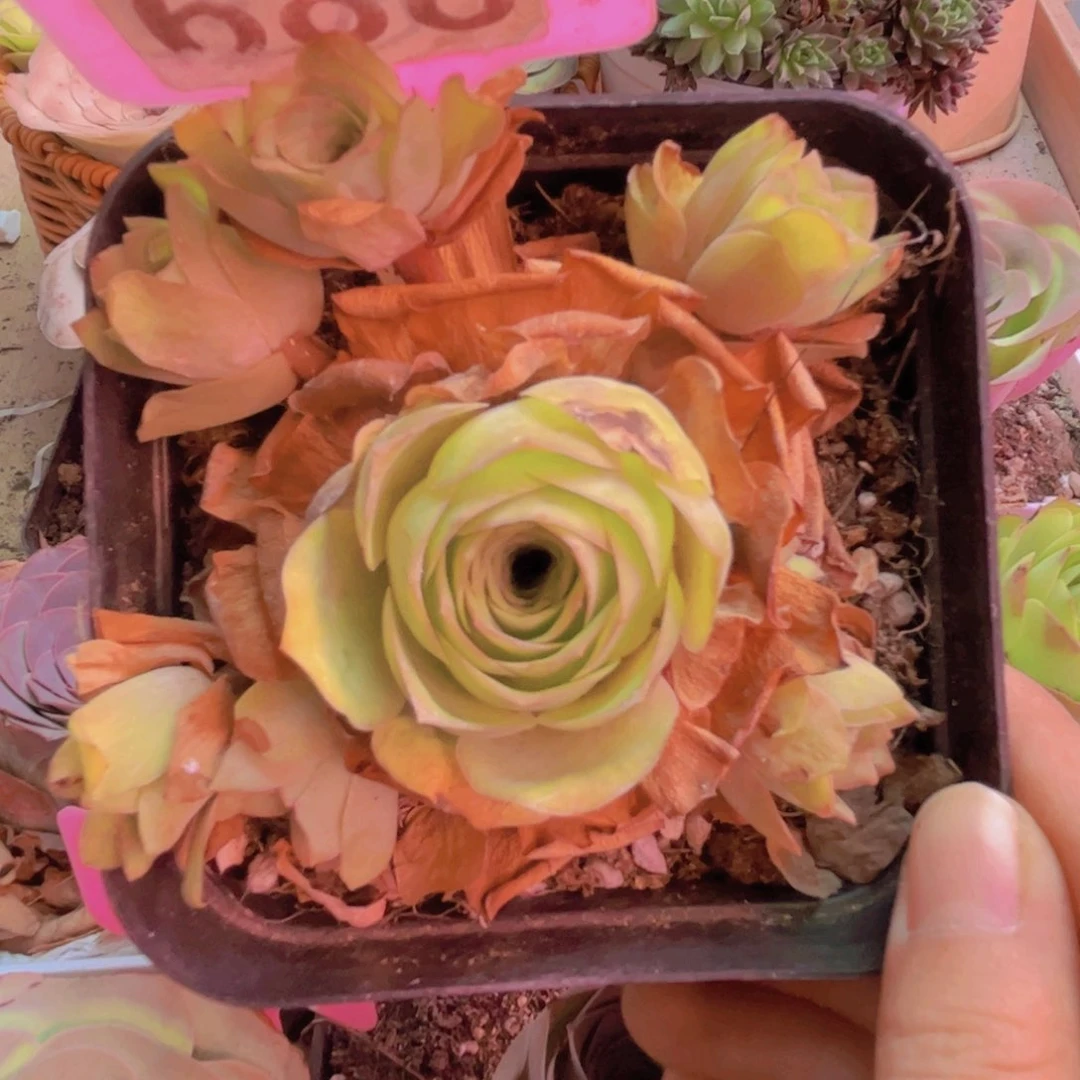 688山地玫瑰绿色