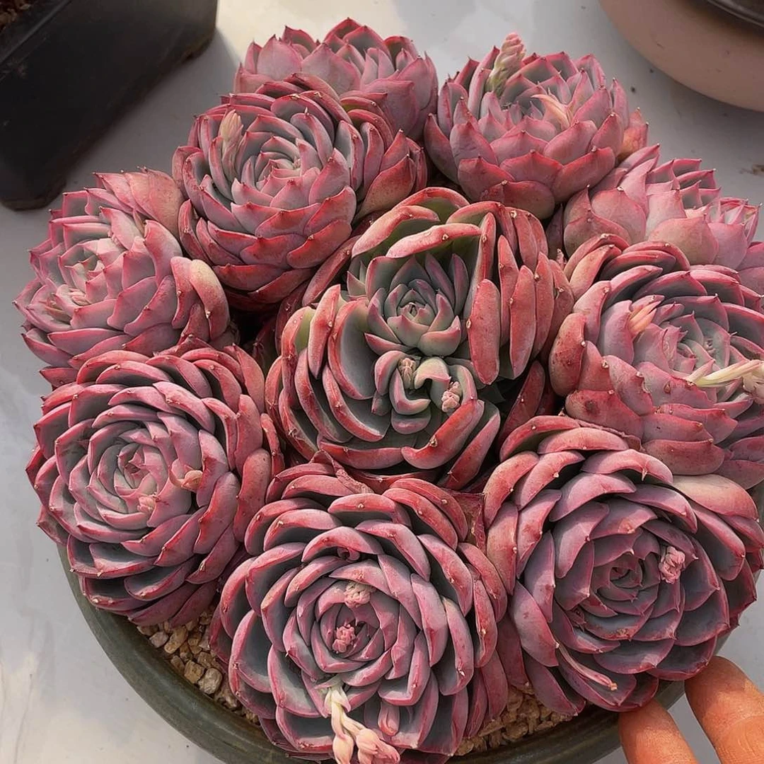 侧影多肉多肉多肉