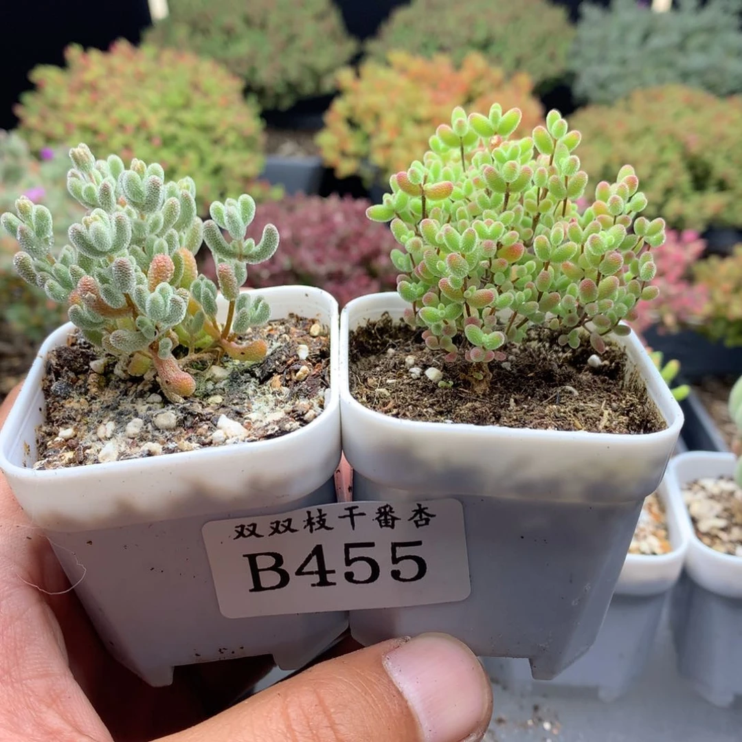 A***?455冰晶蜜橘。