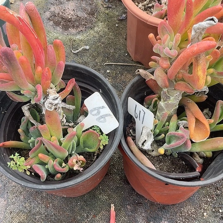 两单包邮，一物一拍，66,617不售后