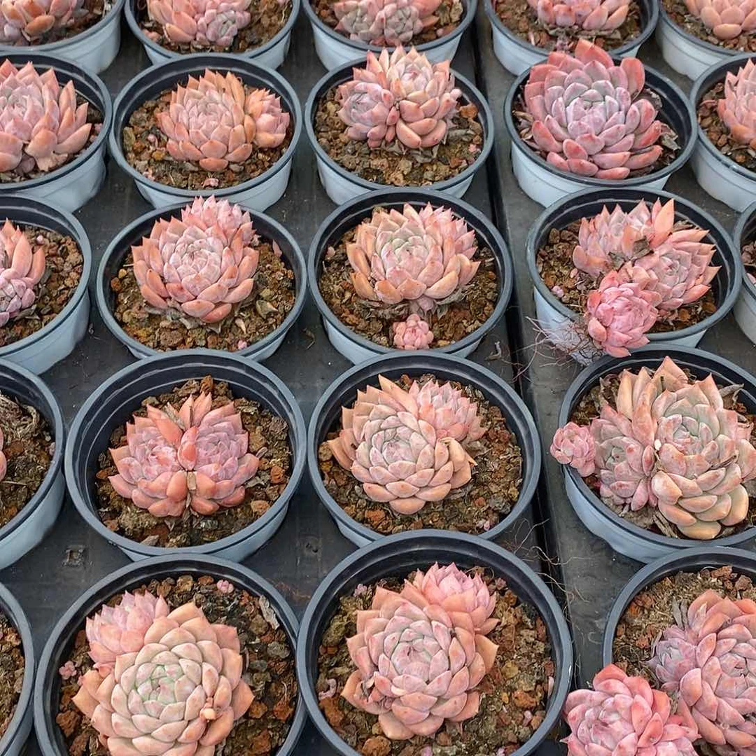 霜花，福利多多哦