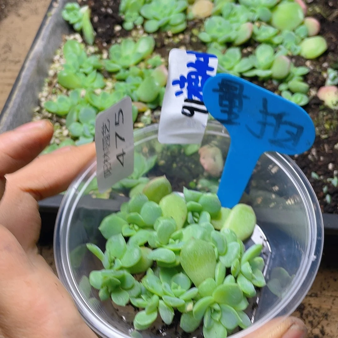 量拍多肉植物多肉植物475