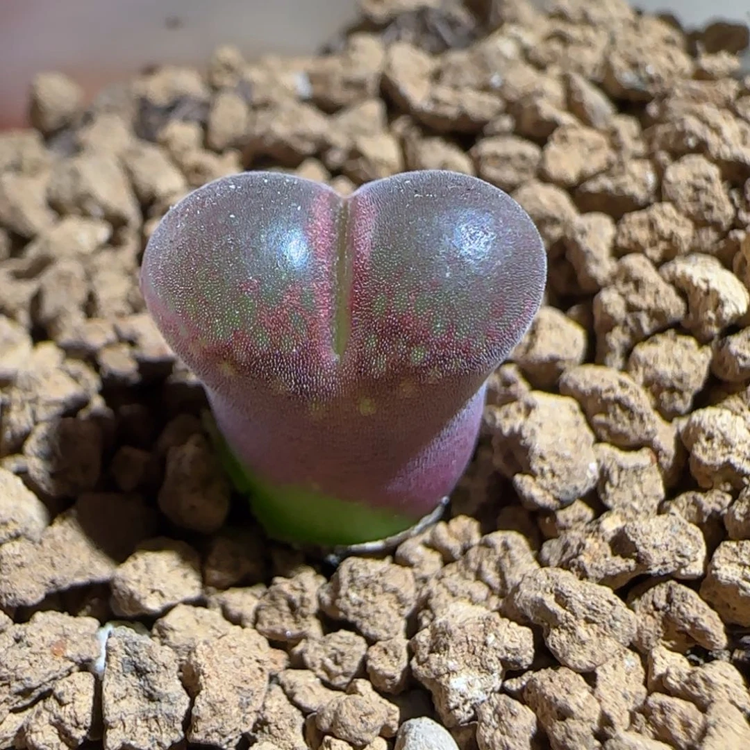 肉锥多肉植物组合-流沙718