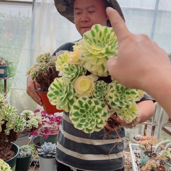 大颗迈巴赫多肉法师