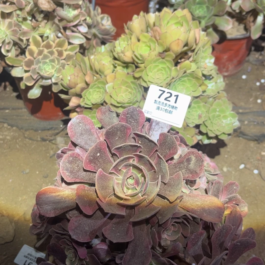 桃花石爱神两颗721号