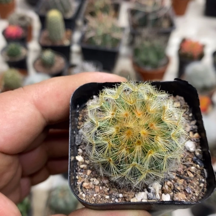 金刺嘉文丸特价福利3