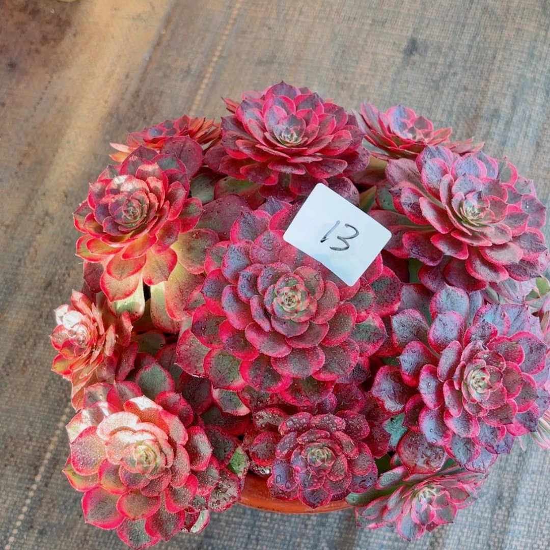 一物一拍多肉法师13