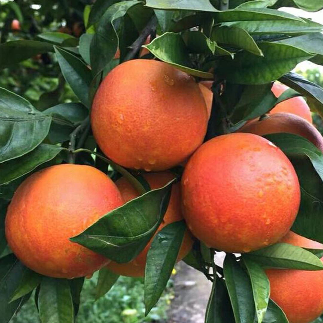 资中塔罗科血橙【宝藏行助农】当季新鲜橙子细腻化渣【坏果包赔】