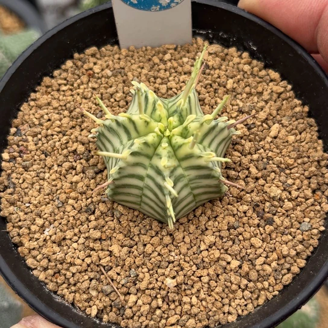 786斑马魁伟玉锦带盆