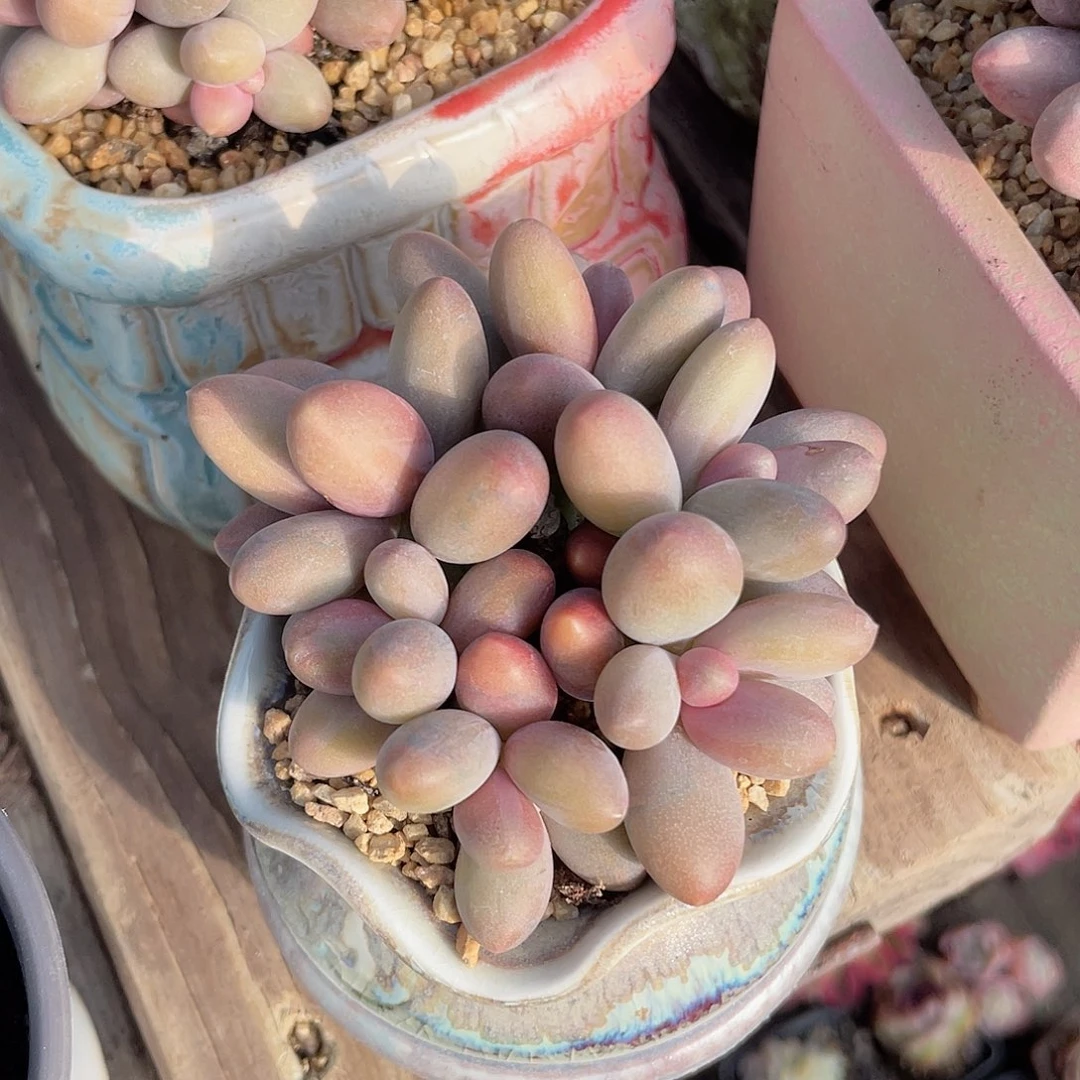 糖果美人 脱土发货 7口盆