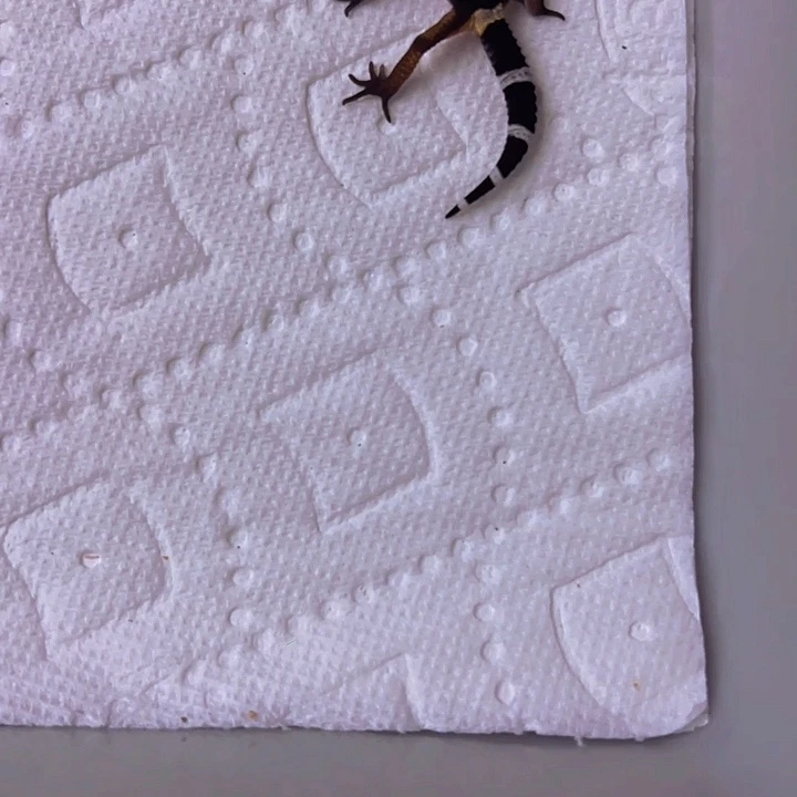 豹纹守宫豹纹守宫黑夜母