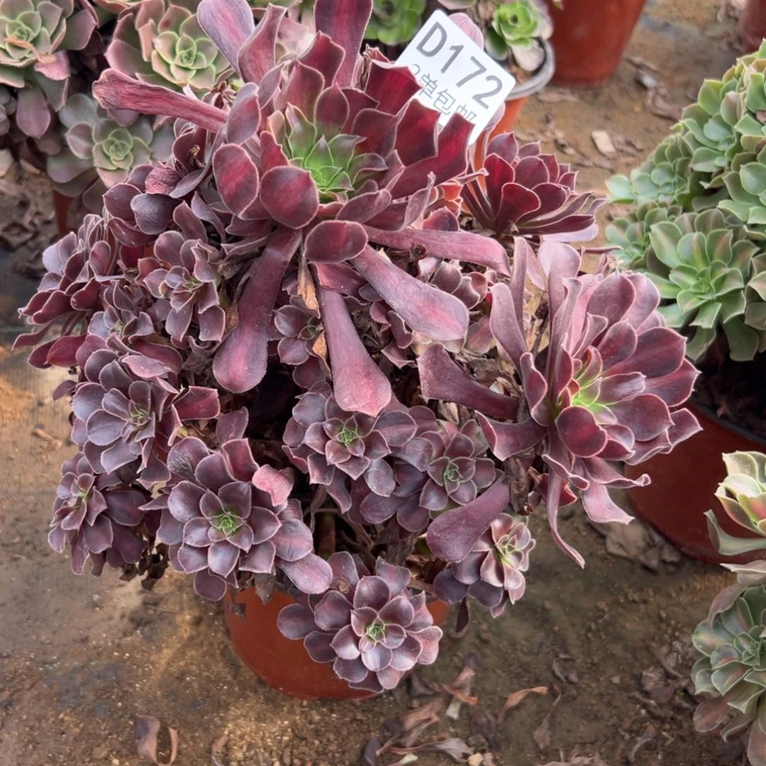 172多肉  花呐不包断头