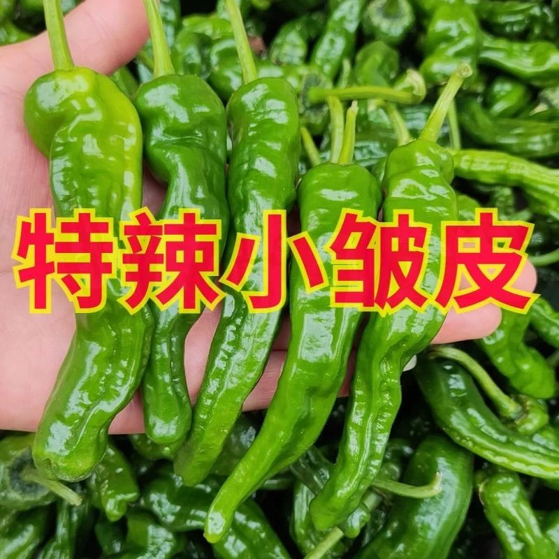 （顺丰包邮）特辣小皱皮辣椒新鲜薄皮青椒农家自种应季蔬菜现摘