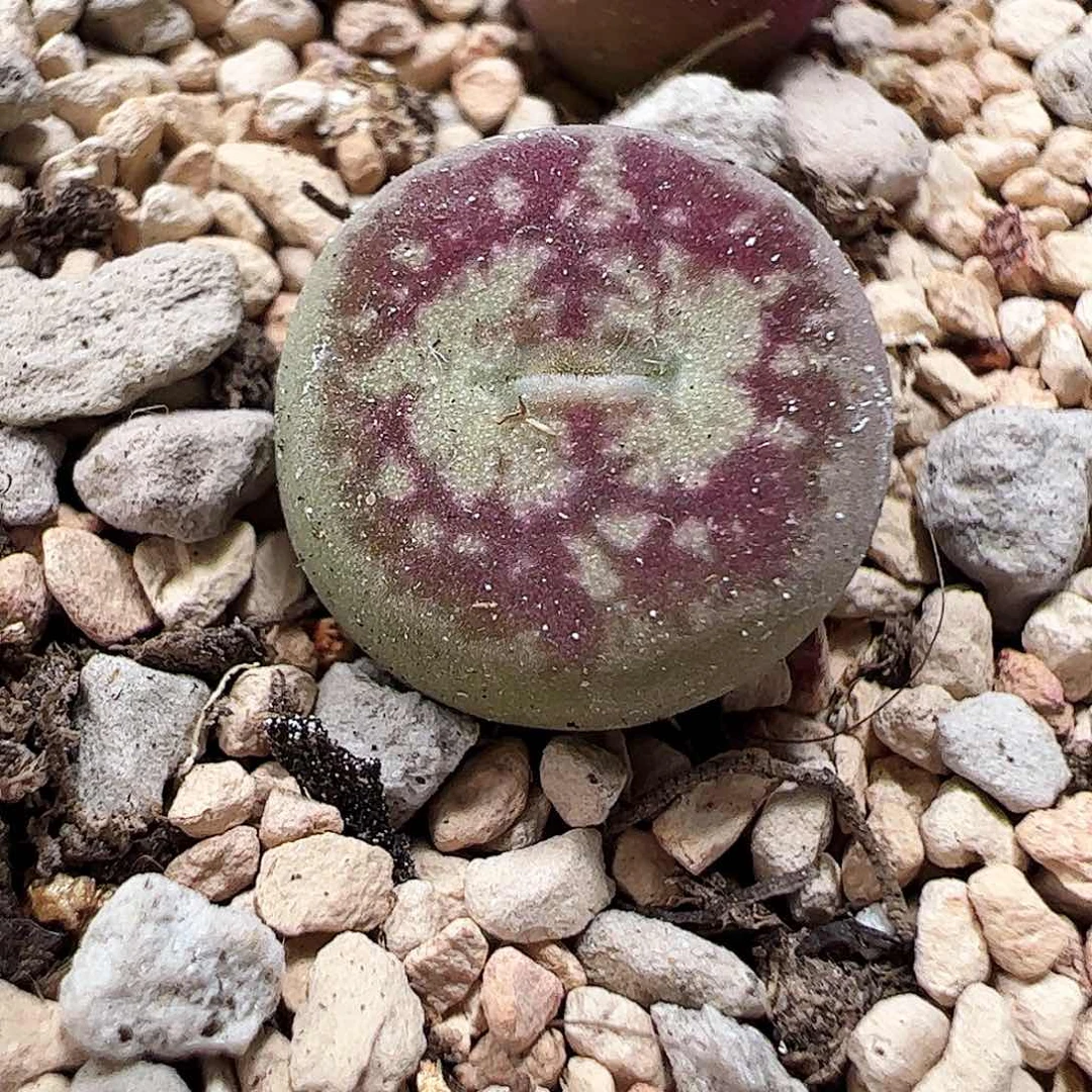 无花朵毛杂一颗包邮………………！