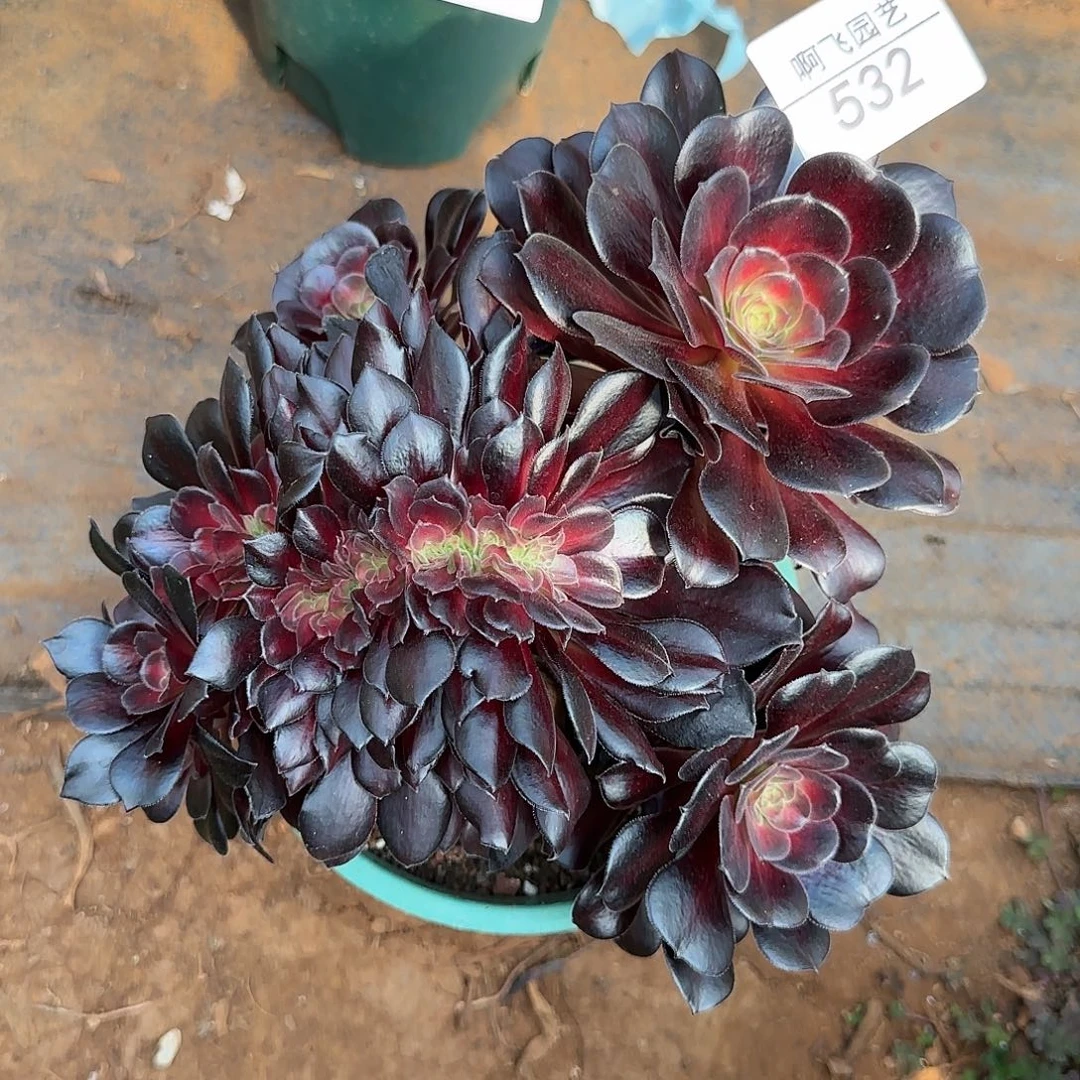 习*532多肉 花哪锦缀