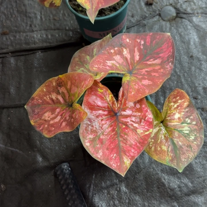 用***9完全开放泰国彩叶芋