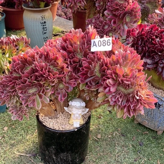 香妃法师锦缀化086