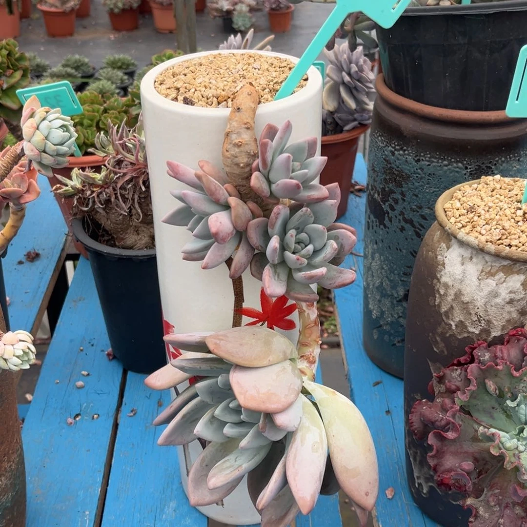 小雨多肉悬崖奥普