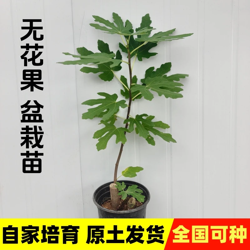 无花果盆栽果树苗巴劳奈斯特拉波尔多波姬红格莱斯青皮彩虹无花果