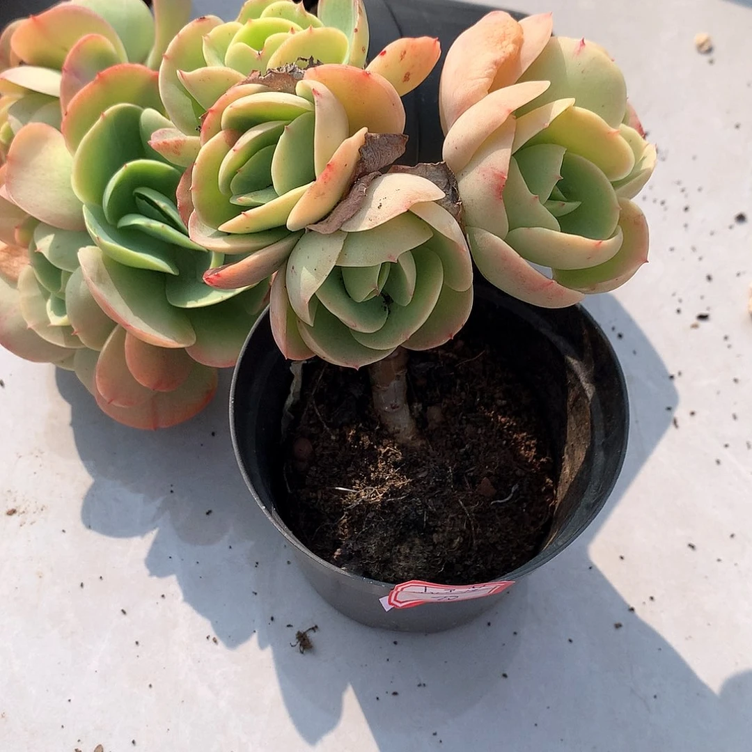 鸡蛋碧桃多肉植物