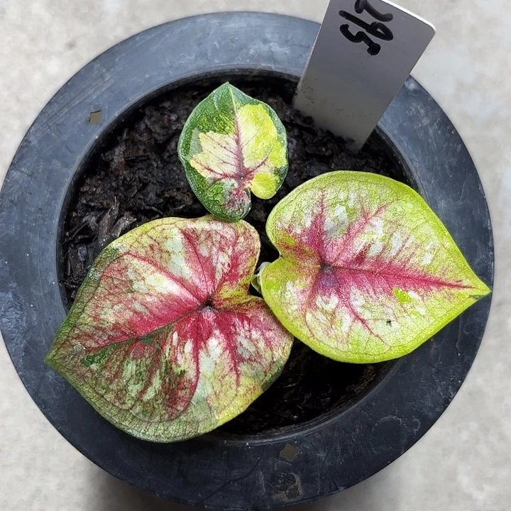 295-0619铜锣帕考G1广东现货