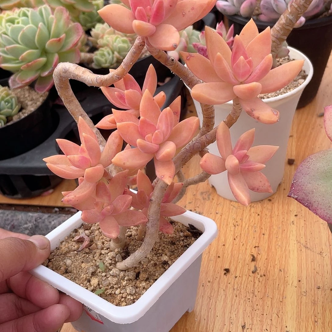 3107  布丁  六月六