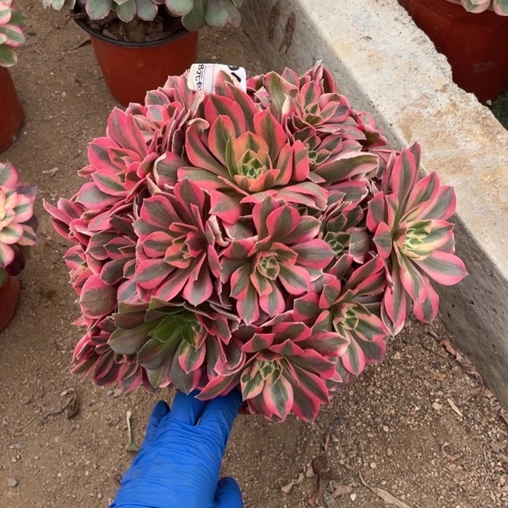 多肉粉女妖法师946