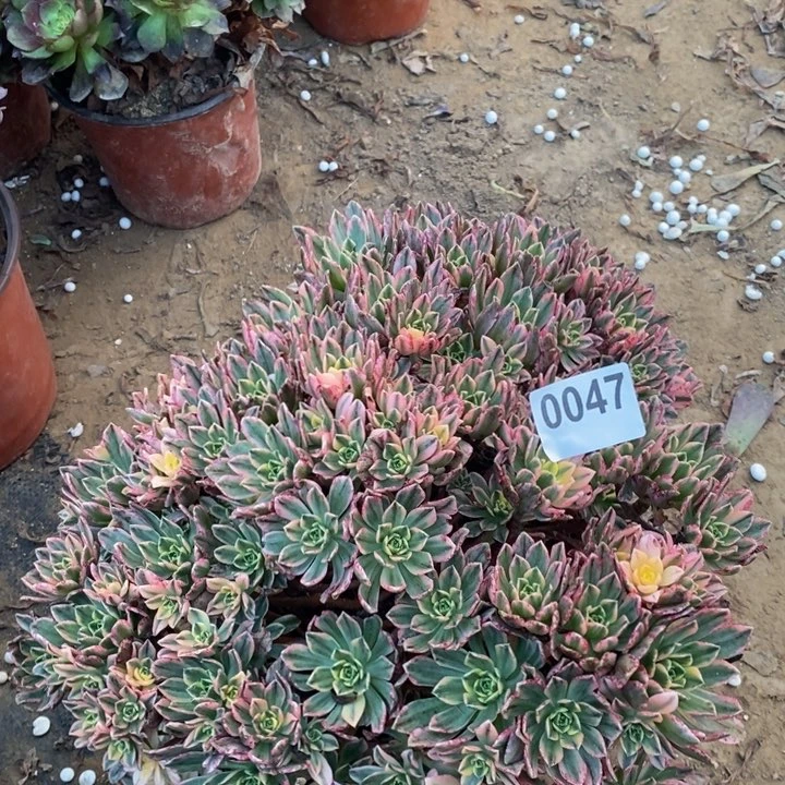 047甜茶大手捧多肉