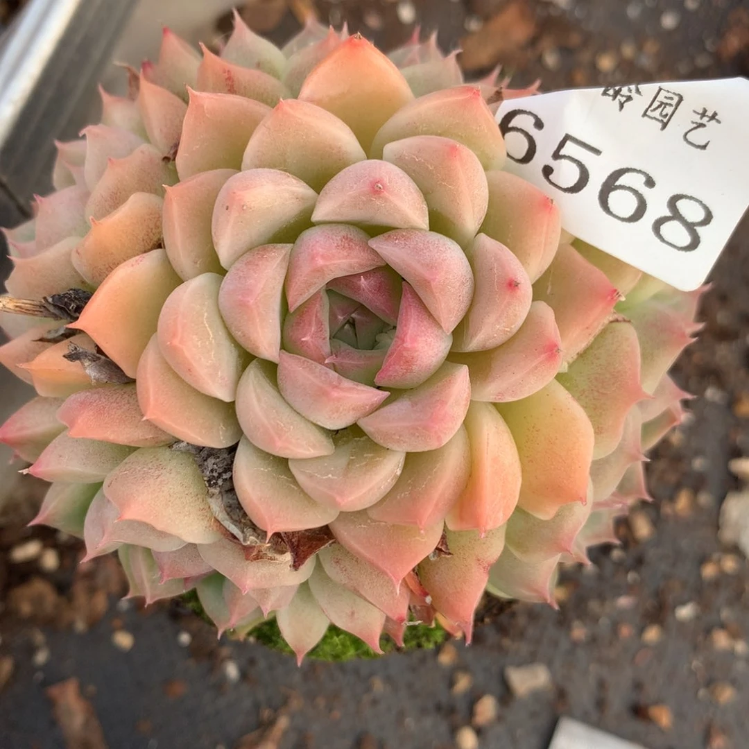 6568杂交多肉植物