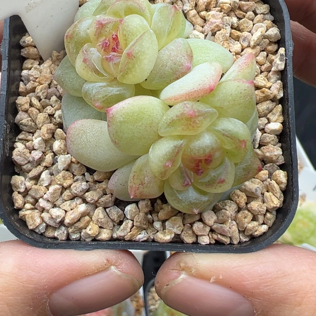 284号相柳甜心晗雨多肉