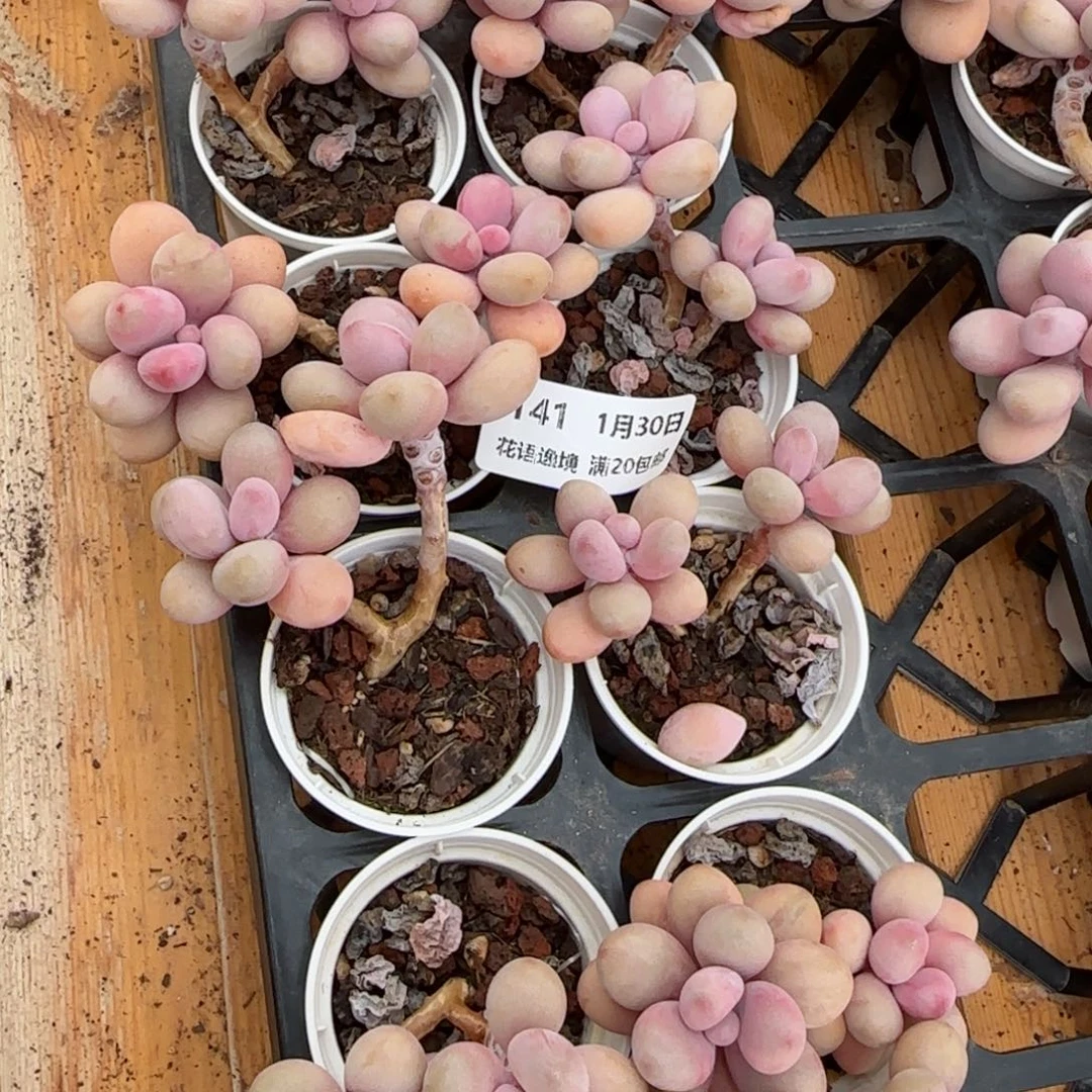 花语逸境0130-141两个双头桃蛋上量