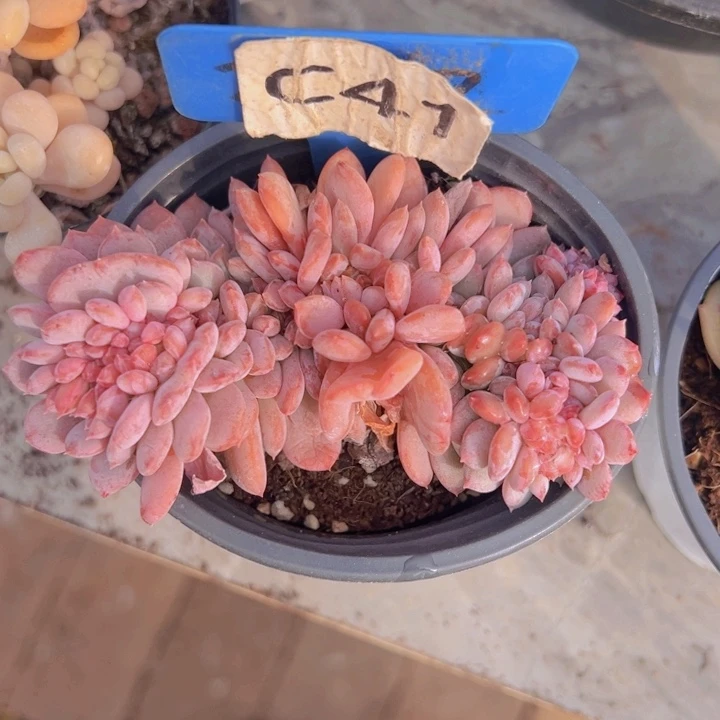 健健康康平平安安