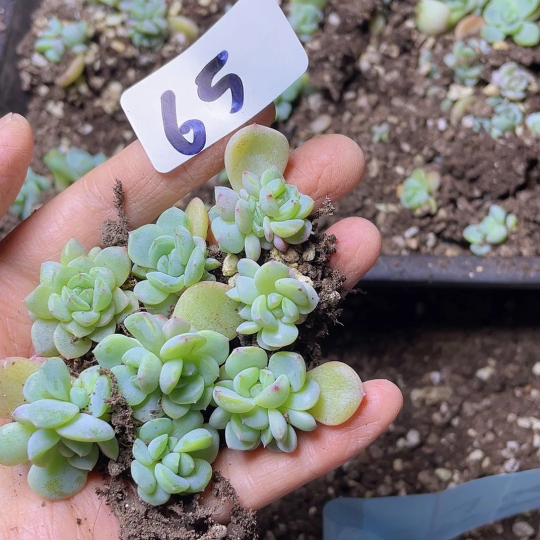 多肉植物多肉植物65