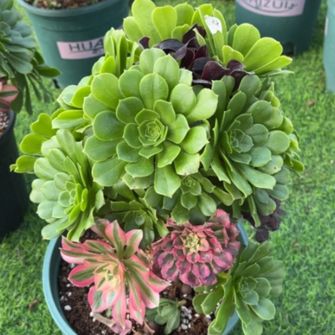 【闪购商品】28嫁接多肉法师