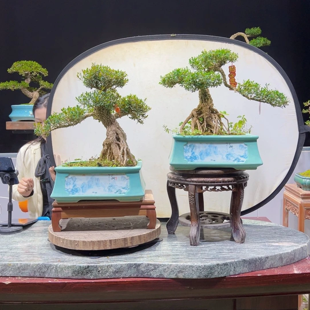 四季常青老桩黄杨盆景无**往