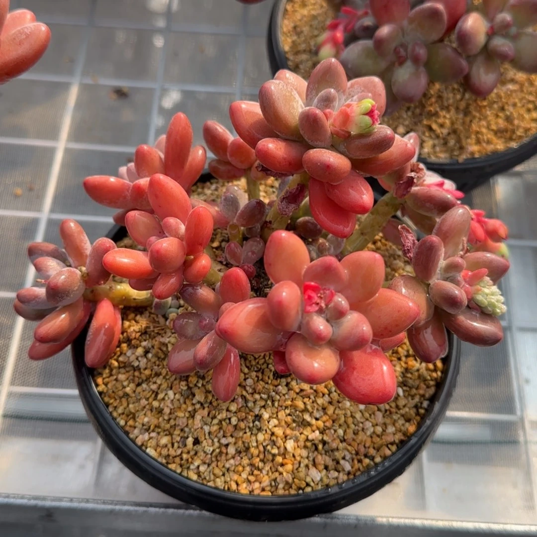 从前慢花园精选多肉苹果奶