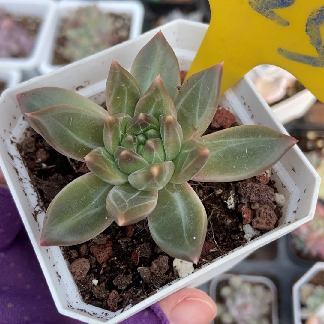 725美人多肉植物多肉