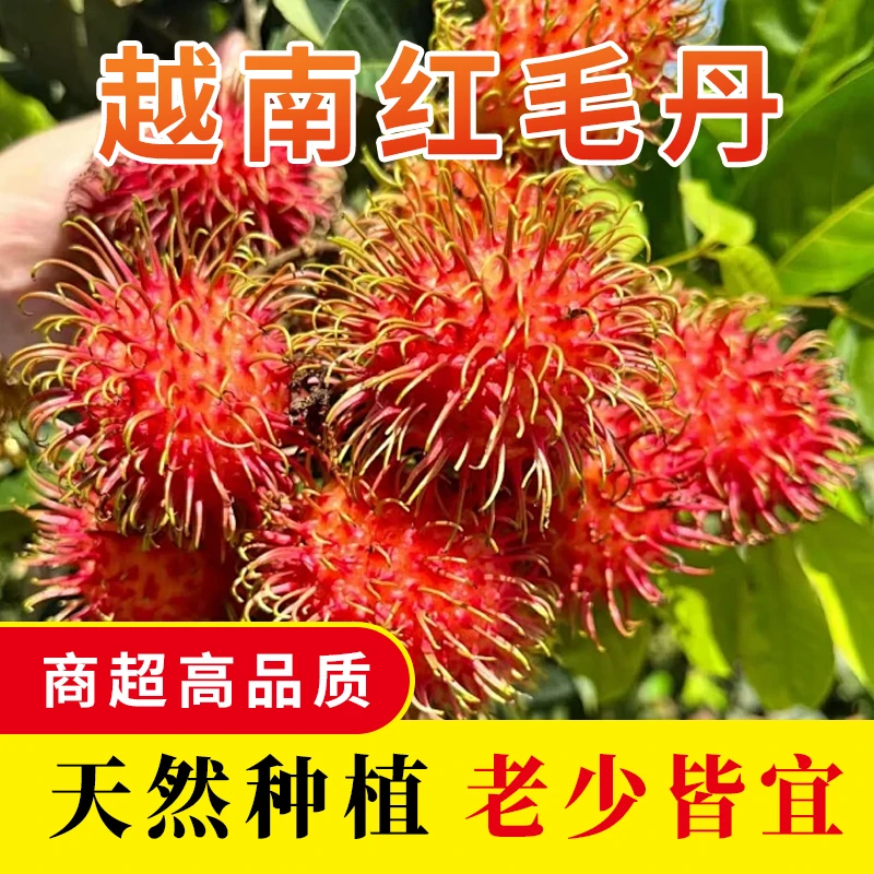 顺丰发货新鲜水果红毛丹毛荔枝孕妇佳选